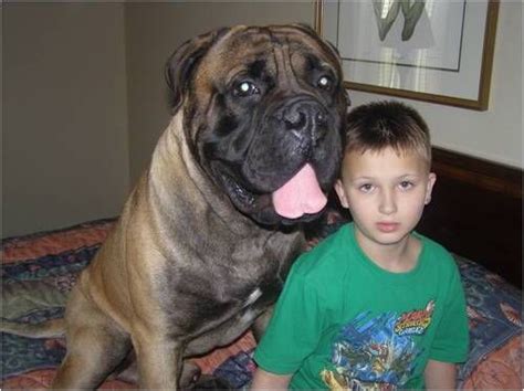 Cane Corso Mastiff Next To Human Followisobel