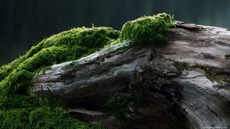 Green Grass Wood Forest Moss Green Hd Wallpaper Wallpaper Flare