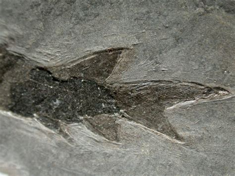 Palaeoniscoid Permian Fish Fossil