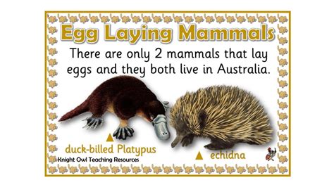 Egg Laying Mammals Poster