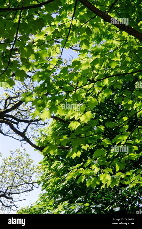 Sycamore Tree Acer Pseudoplatanus Stock Photo Alamy