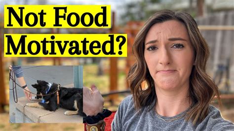 My Dog Isnt Food Motivated Youtube
