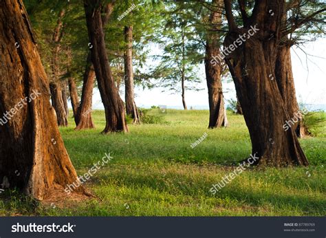 Pine Forest Near The Sea In Thailand Stock Photo 87789769 Shutterstock