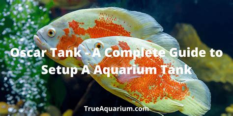 Oscar Tank A Complete Guide To Setup A Aquarium Tank True Aquarium