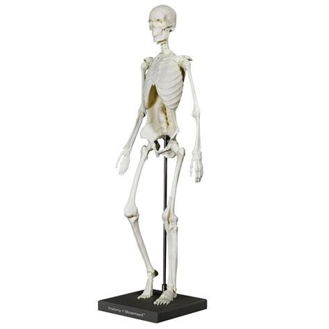 Anatomy Movement Skeleton