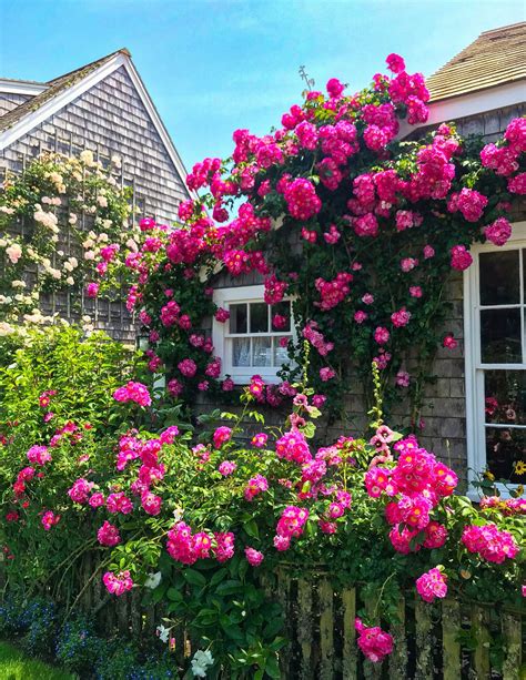 The Rose Covered Cottages Of Sconset Nantucket Shorelines Illustrated