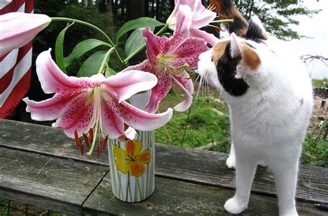 The Truth About Easter Lily Toxicity Poisonous Plants For Cats Petsci