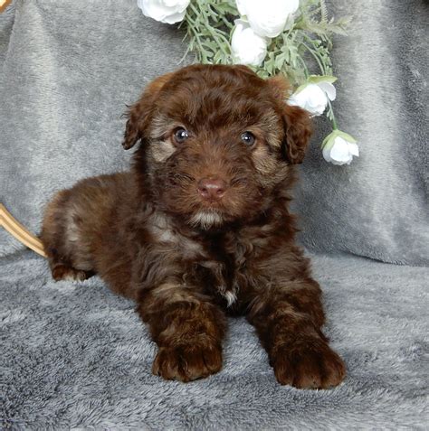 Mini Aussiedoodle For Sale Millersburg Oh Female Darla Ac Puppies Llc