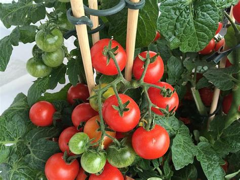 Quand Planter Avec Succ S Des Tomates Guide Krostrade