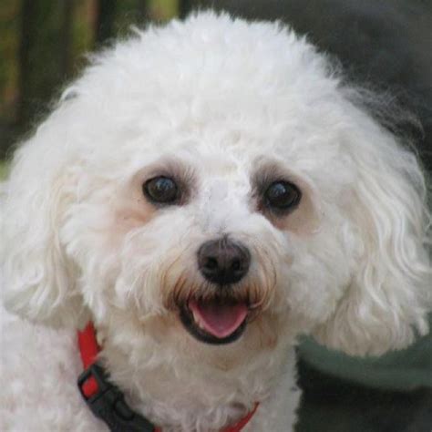 How Adorable Is This Bichon Frise I Love Dogs Bichon
