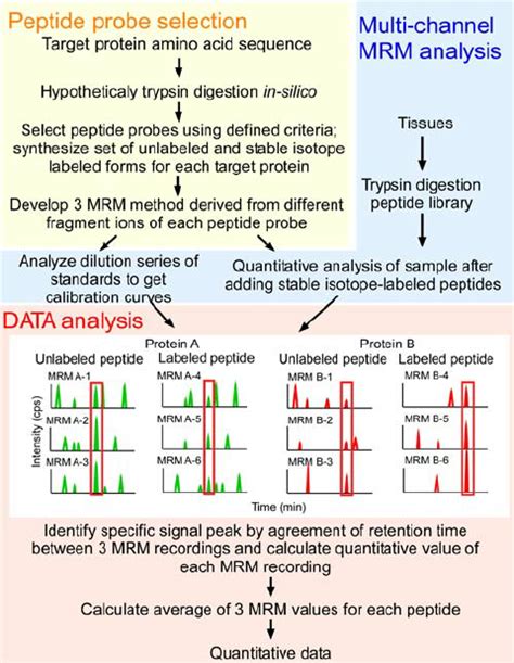 Schematic Representation Of The Protein Quantification Strategy