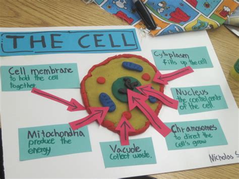 Create 3d Animal Cells With Play Doh My Inspired Class