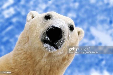 Polar Bear Face Close Up Photos And Premium High Res Pictures Getty