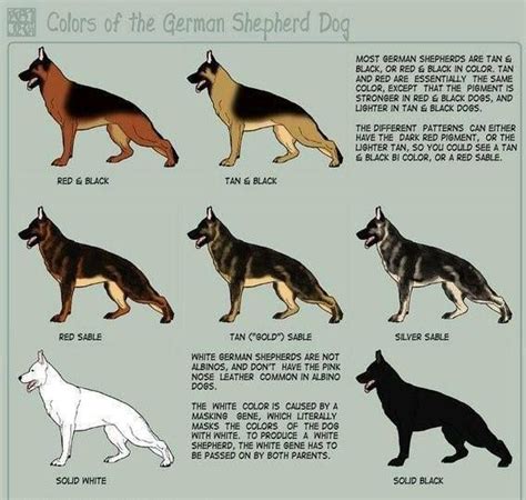 German Shepherd Coat Colors Dog Breeds Pinterest Coats Colors