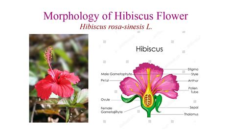 Hibiscus Flower Male And Female Parts Structure Of A Hibiscus Flower