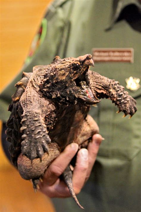 Debating Whether Reptiles or Amphibians Should Be House Pets - The New