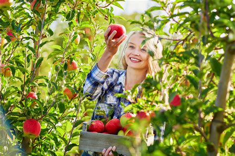 Best Places To Go Apple Picking In The Us Berry Chatty