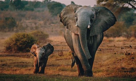 Big Five Afrika Tierwelt Afrikas Entdecken Safari Reisen