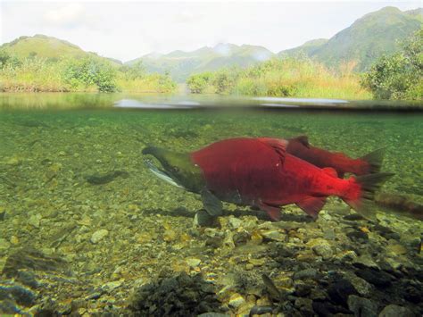 Sockeye Salmon Swim In A Stream At Kodiak National Wildlife Refuge In