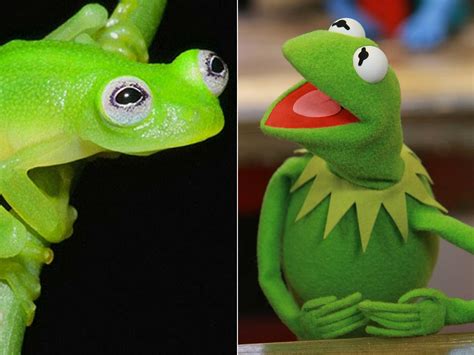 Kermits Glass Frog Double Discovered And He Has An Extraordinary