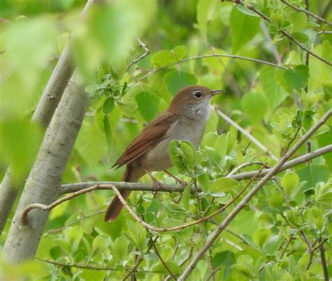 Plovers Blog Nightingales