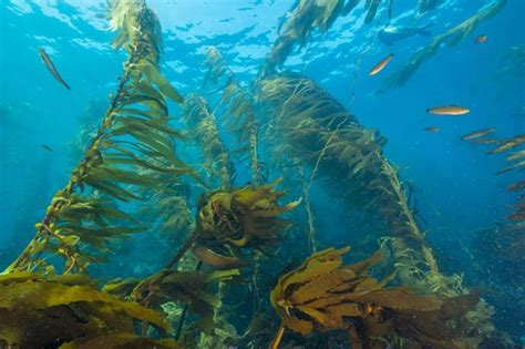 Why Bringing Back Californias Kelp Is So Important California Curated