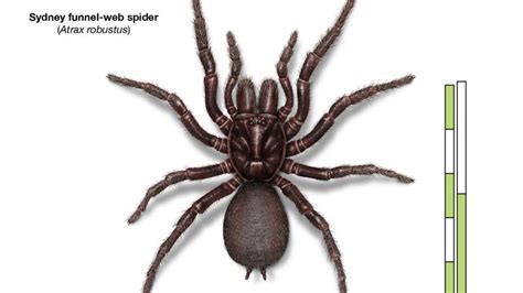 Funnel Web Spider Habitat Size And Facts Britannica