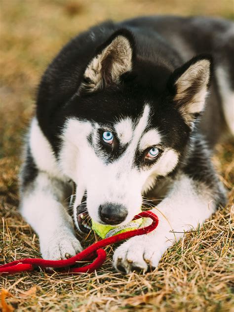 Alaskan Husky Training Personality Temperament And More