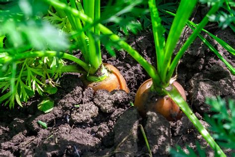 Growing Carrots In Containers 8 Tips For A Generous
