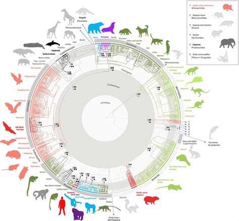 Time Calibrated Phylogeny Of Mammals With Branch Colors Corresponding