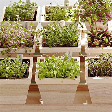 How To Grow Microgreens Indoors
