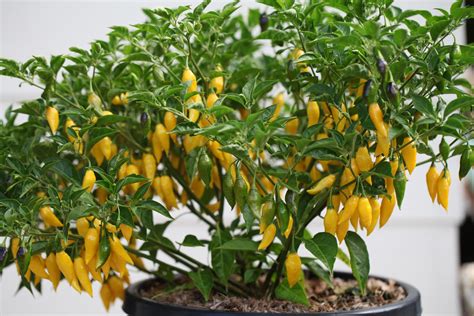 Seeds And Seed Bombs Outdoor And Gardening Home And Living Aji Limolemon