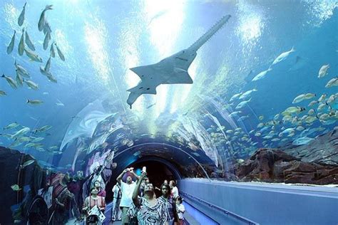 Swimming With Whale Sharks At The Georgia Aquarium Los Angeles Times