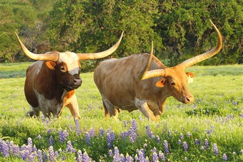 Texas Longhorn Cattle Photograph Texas Longhorn Cattle Fine Art Print Longhorn Cattle