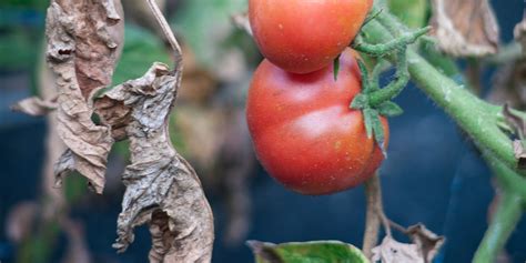 How To Rescue Your Ailing Tomato Plant Ames Farm Center