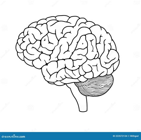 Desenho Do Cérebro Humano Ilustração Stock Ilustração De Desenhado