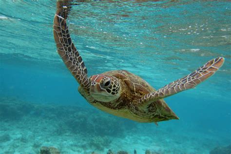 Save The Sea Turtles This Father Daughter Conservation Duo Fights