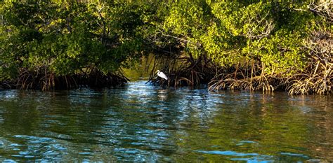 Mangroves Protect Coastlines Store Carbon And Are Expanding With