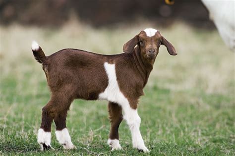The Best Goat Breeds To Raise For Meat