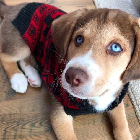 Beagle Puppy Blue Eyes