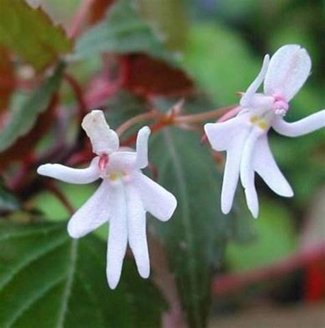Liyathambara Flower Images Best Flower Site