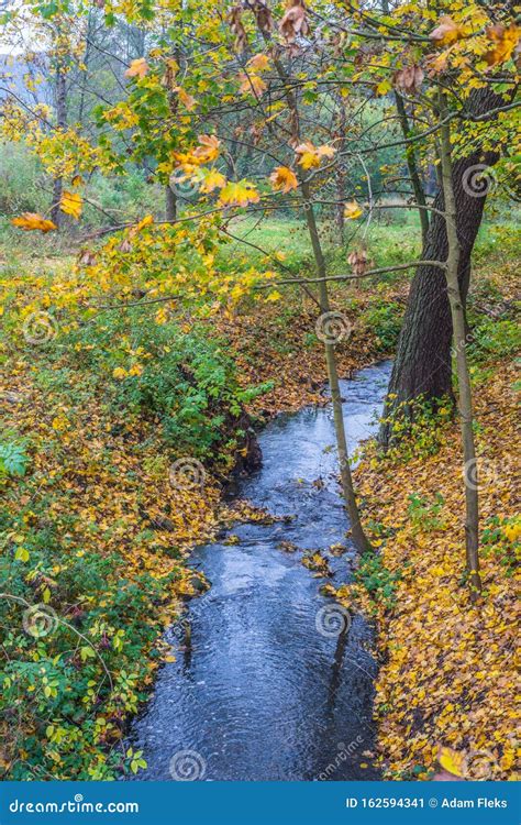 Yellow Autumn Leaves And A Stream Stock Image Image Of Element
