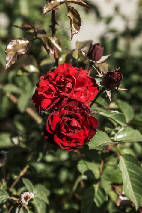 Red Rose A Symbol Of Love Red Roses For Lover Natural Roses I Stock
