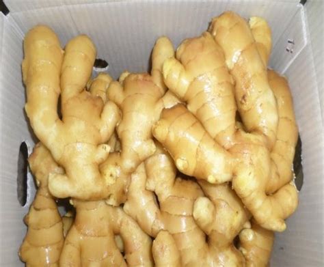 bulk fresh ginger id 10987775 buy south africa fresh ginger ec21