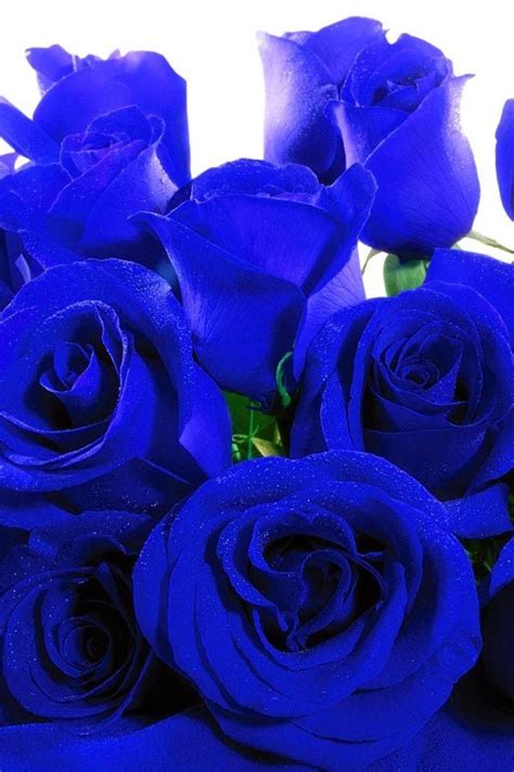 Royal Blue Roses If They Dont Exist Im Sure You Can Genetically