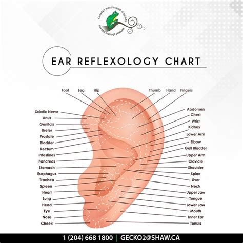 Ear Reflexology Chart Ear Reflexology Reflexology Chart Reflexology