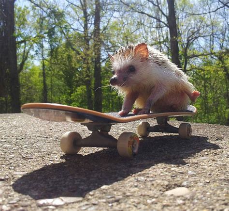 31 Animals Doing Human Things 12 Is Just Crazy