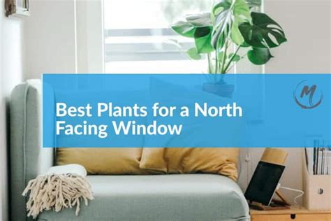 Best Plants For A North Facing Window Indoor Low Light Gems