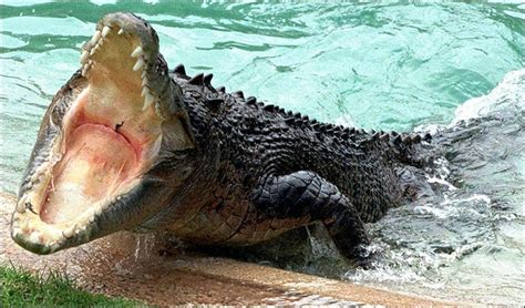 The Kimberley Australia Salt Water Crocodile Crocodiles Scary
