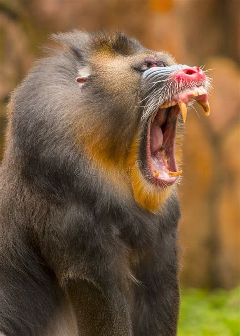 Mandrill Opens Its Mouth Wide Showing Sharp Canine Teeth Stock Image